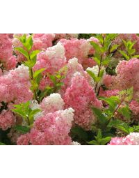 Ortensia 'Vanille Fraise'