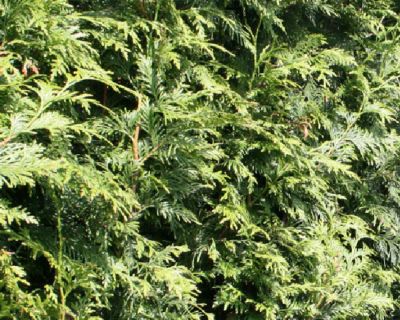 Tuia 'Excelsa'