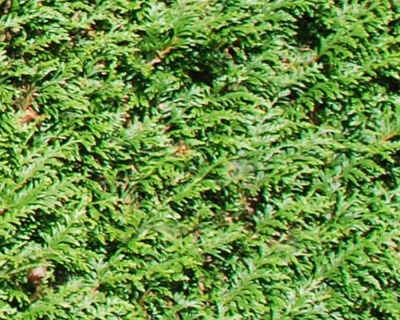 Tuia 'Atrovirens'