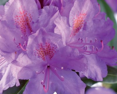 Rododendro 'Catawbiense Grandiflorum'
