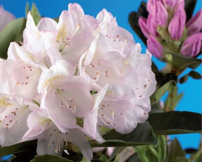 Rododendro 'Cunninghams White'
