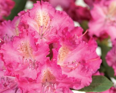 Rododendro 'Germania'