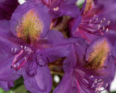 Rododendro 'Marcel Menard'