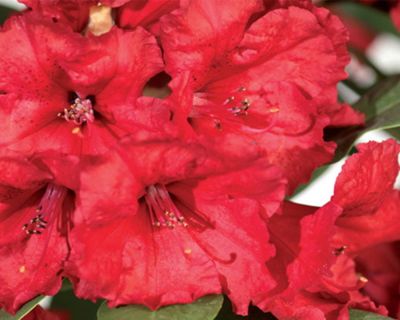 Rododendro 'Red Jack'