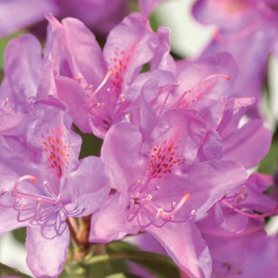 Rododendro 'Roseum Elegans'