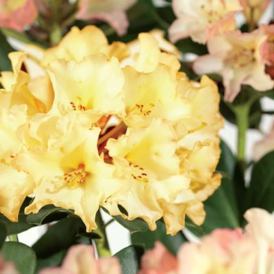 Rododendro 'Horizon Monarch'