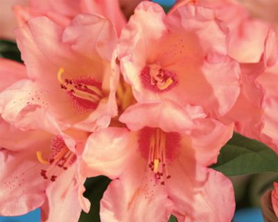 Rododendro 'Virginia Richards'