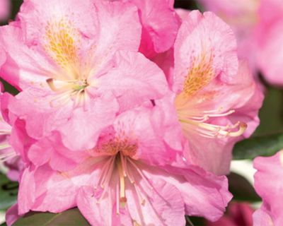 Rododendro 'Scintillation'