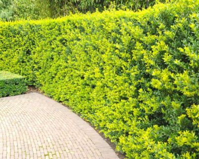 Agrifoglio giapponese 'Green Hedge'