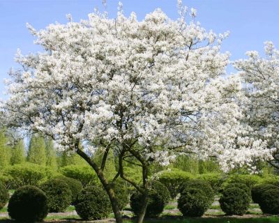 Amelanchier lamarckii