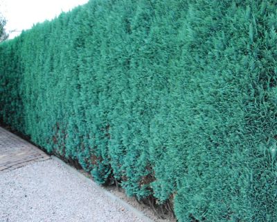 Cipresso di Lawson 'Columnaris'
