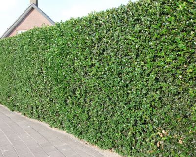 Agrifoglio