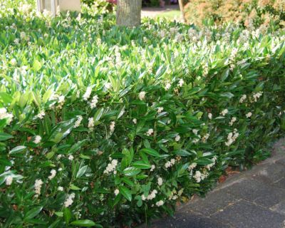 Lauroceraso 'Otto Luyken'