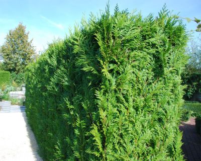 Tuia 'Brabant'