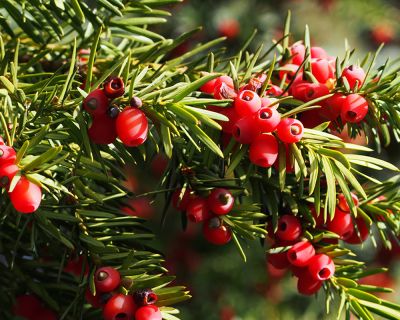 Tasso 'Hicksii'