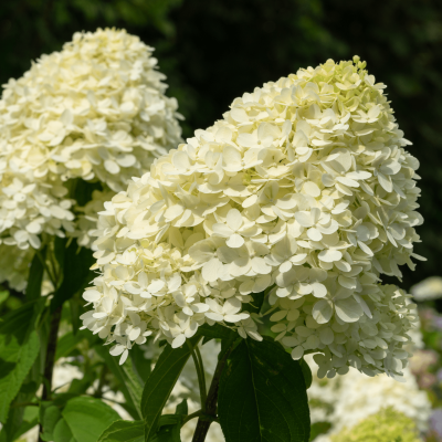 Ortensia a pannocchia 'Candlelight'