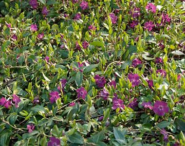 Pervinca minore 'Atropurpurea'