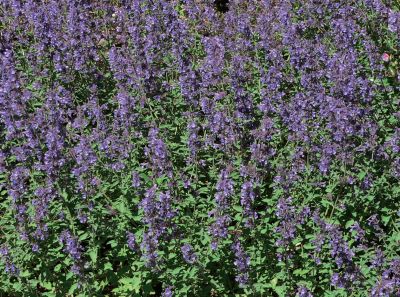 Nepeta faassenii 'Walker's Low'