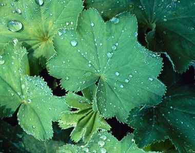 Alchemilla