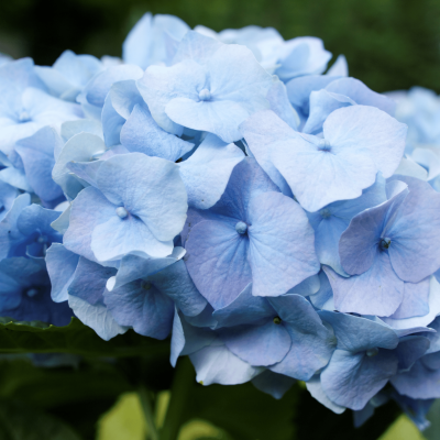 Ortensia 'Nikko Blue'