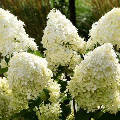 Ortensia a pannocchia 'Limelight'