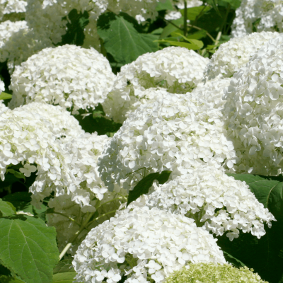 Ortensia 'Soeur Thérèse'