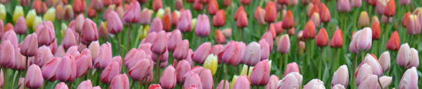 tulpen sfeerfoto