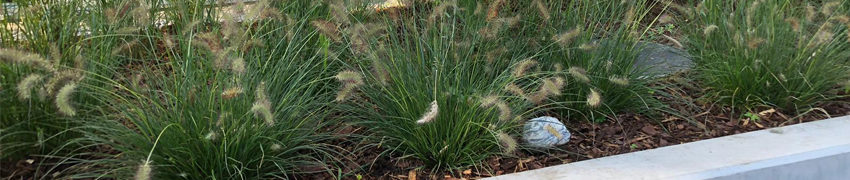 Siergrassen groen Siergrassen laag in bak