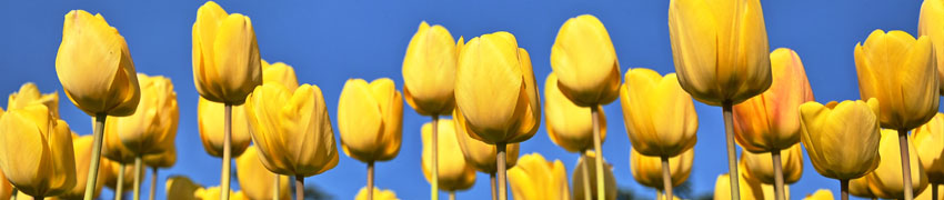 tulpen sfeerfoto