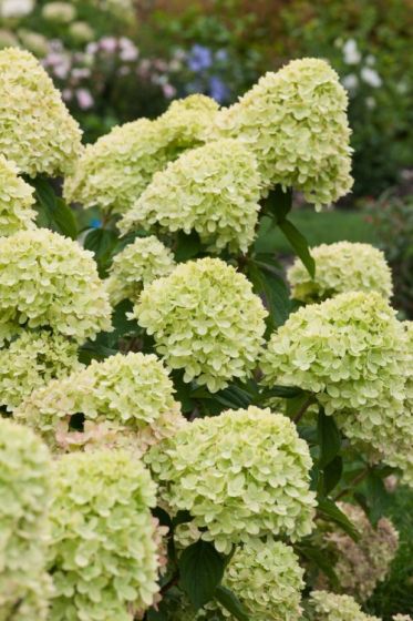 Ortensia Little Lime