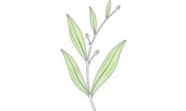 Plant in voorjaar