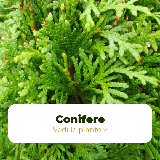 conifere