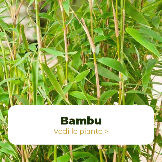 bambu