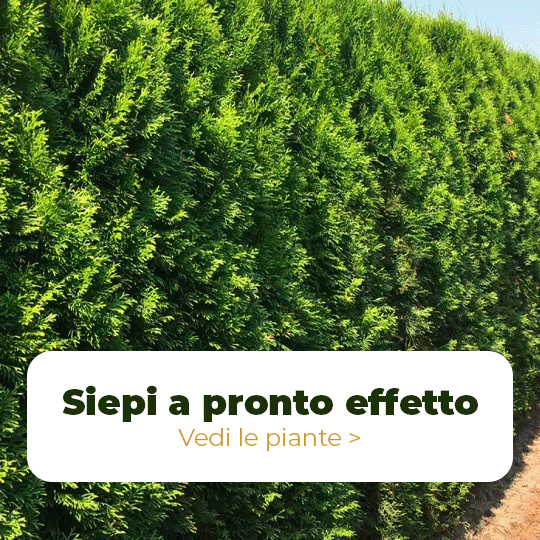 Siepi a pronto effetto