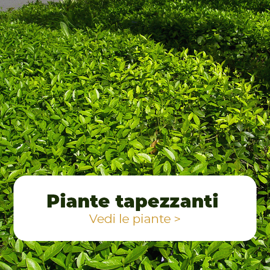 Piante tapezzanti