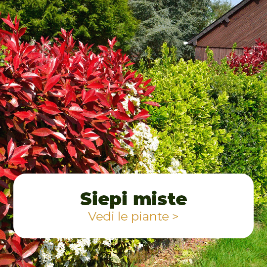 Siepi miste