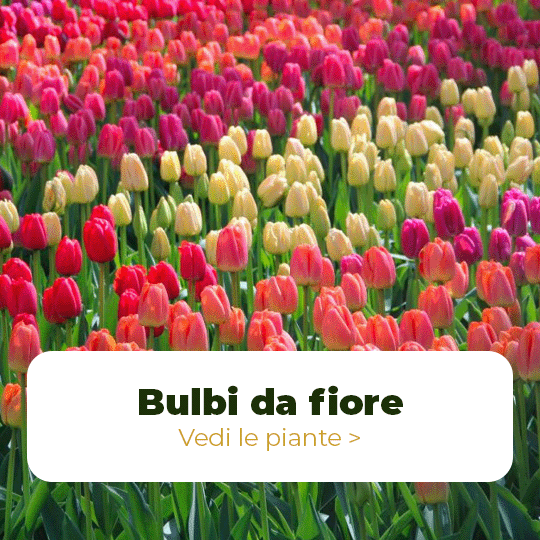 Bulbi a fioritura primaverile