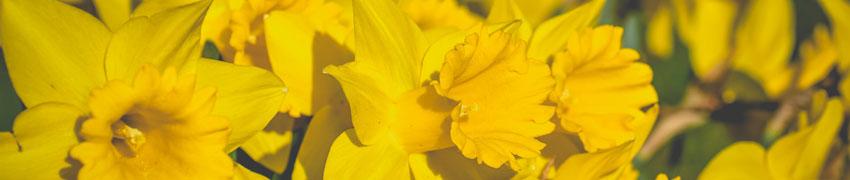 Narcissen kopen bij Haagplanten.net