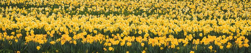 narcissen-tuin